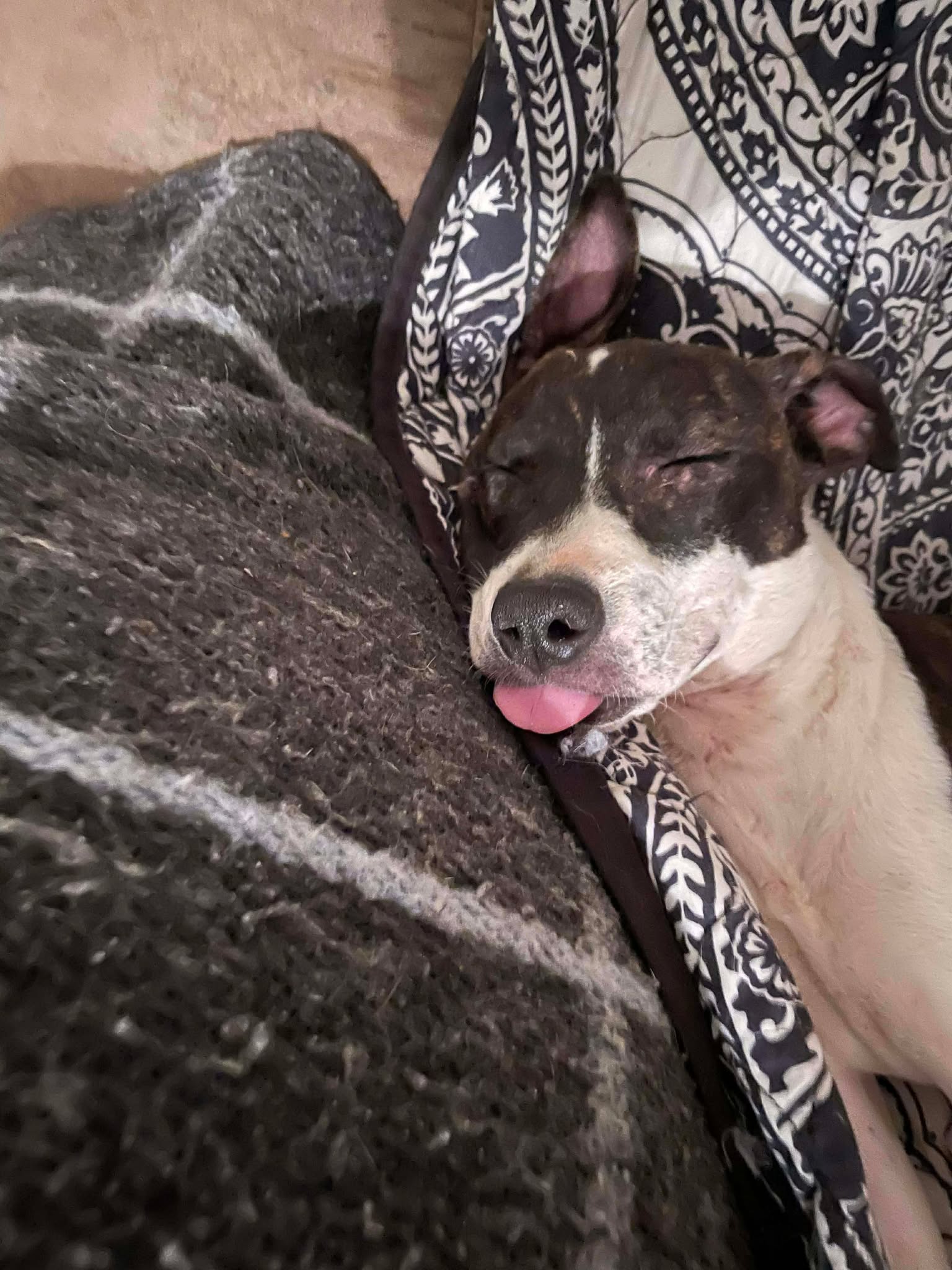 Rescued dog at the sanctuary