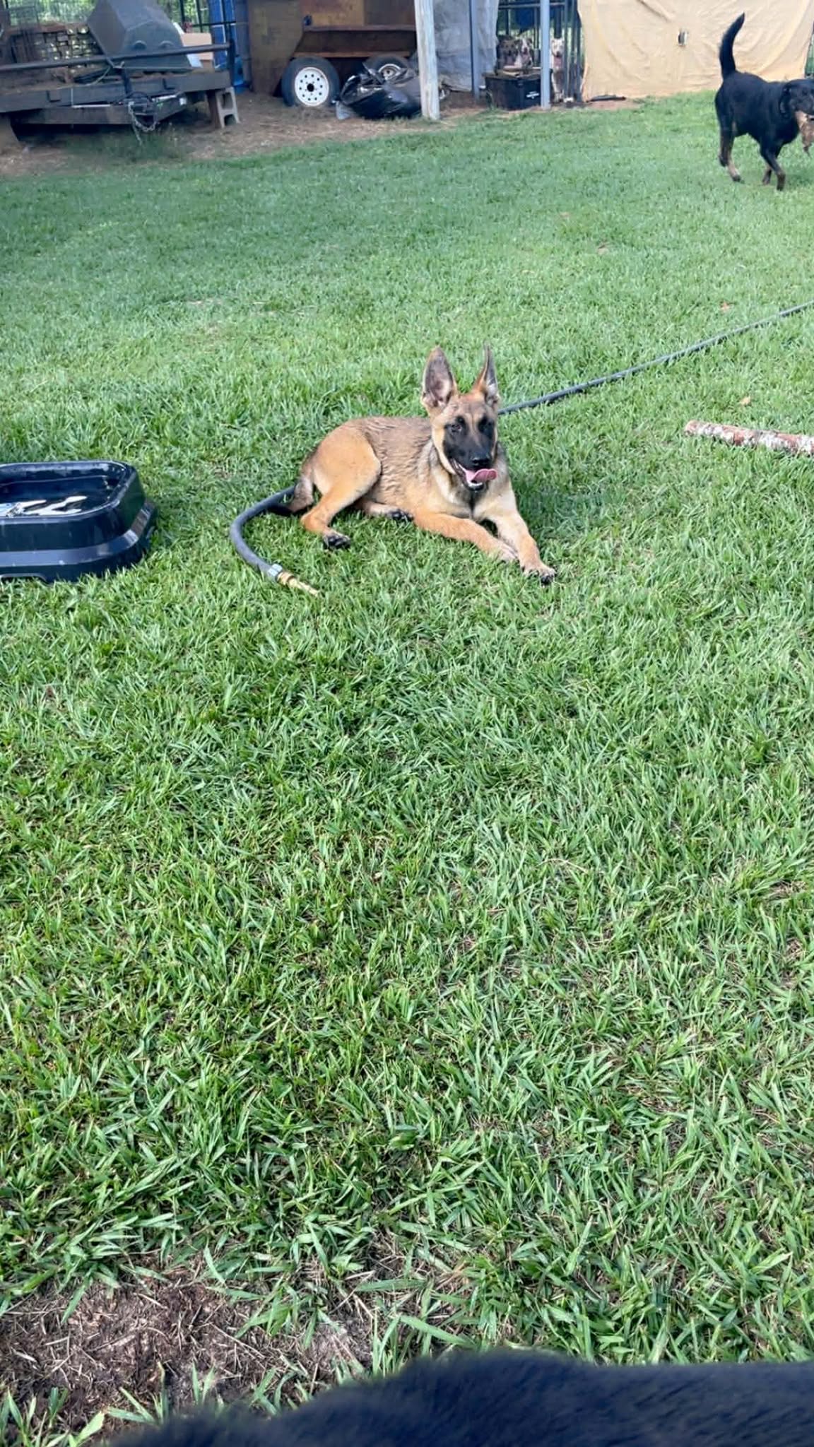 Rescued dog ready for adoption