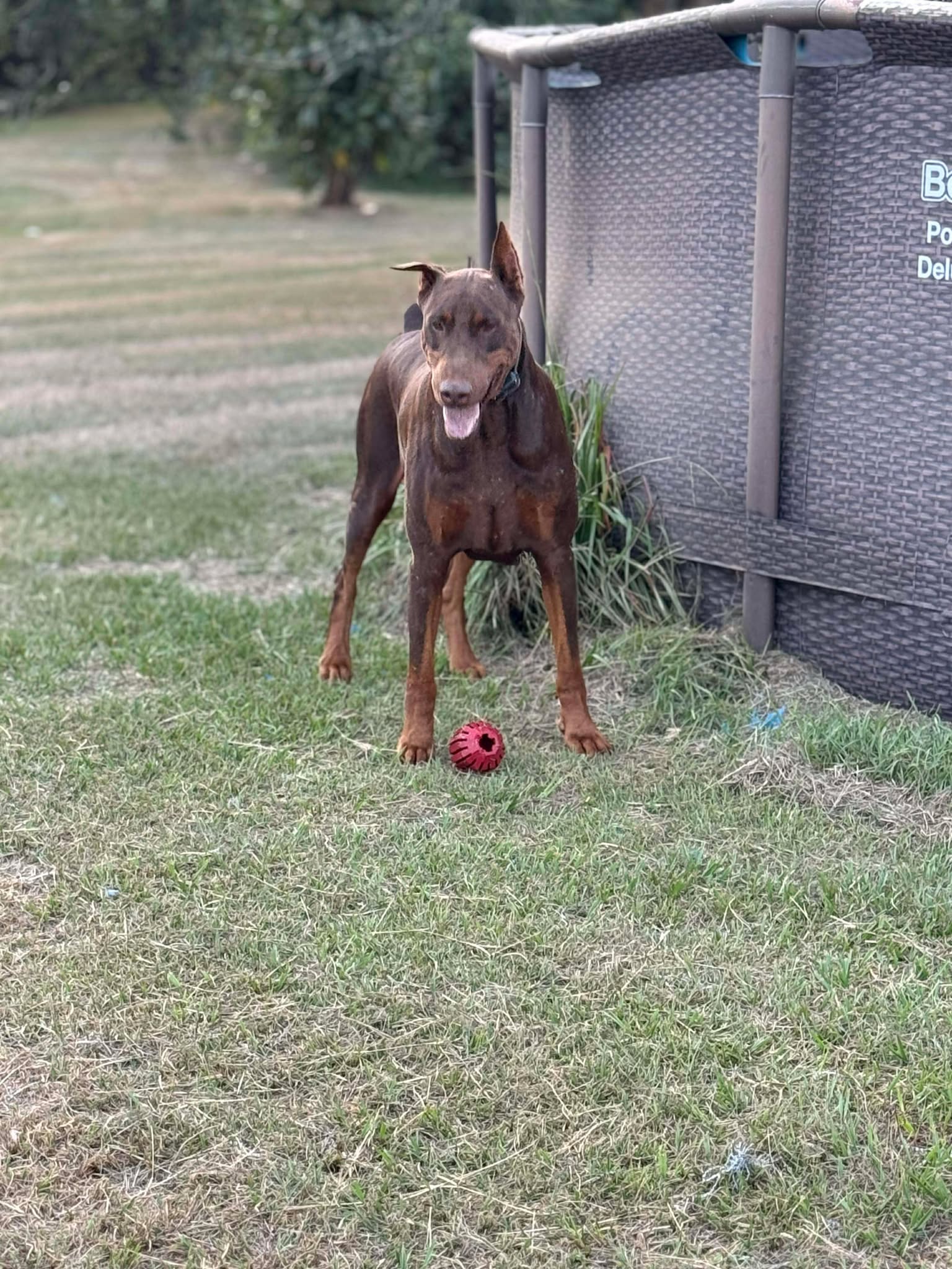 Abel at the sanctuary